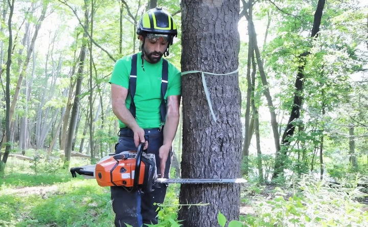 prepare the tree cutting equipment