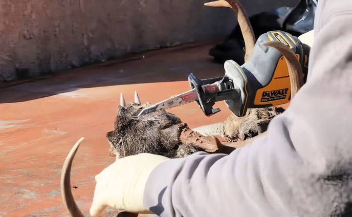 preparing the antlers