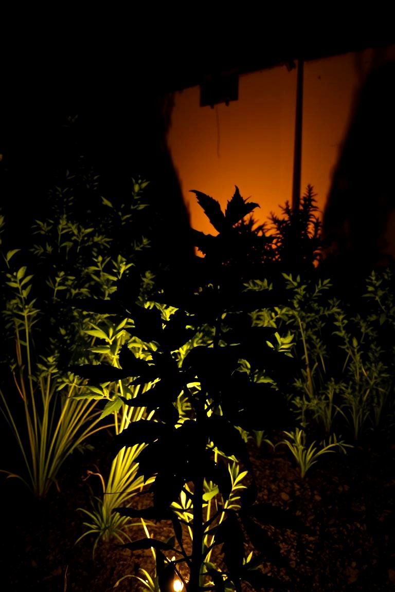 Artistic Silhouette Lighting - 24 Outdoor Lighting Ideas