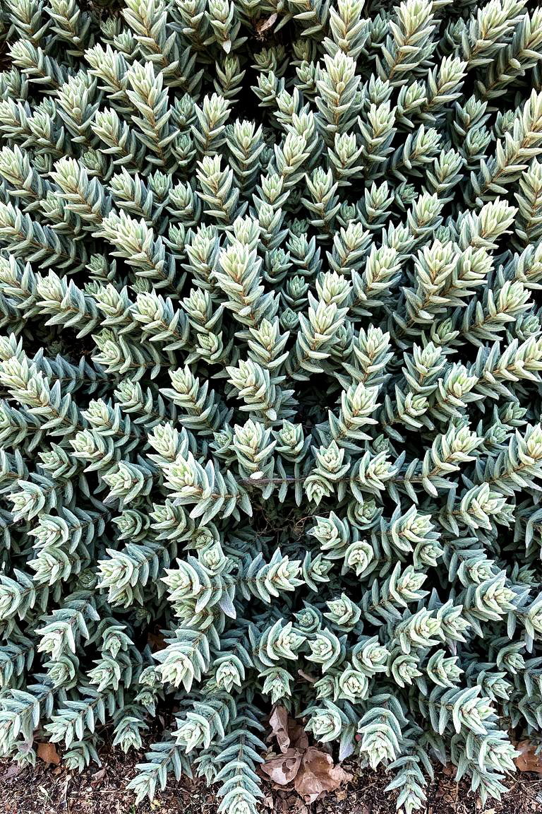 Bayberry for Aromatic Foliage and Coastal Gardens - 24 Shrubs for Privacy