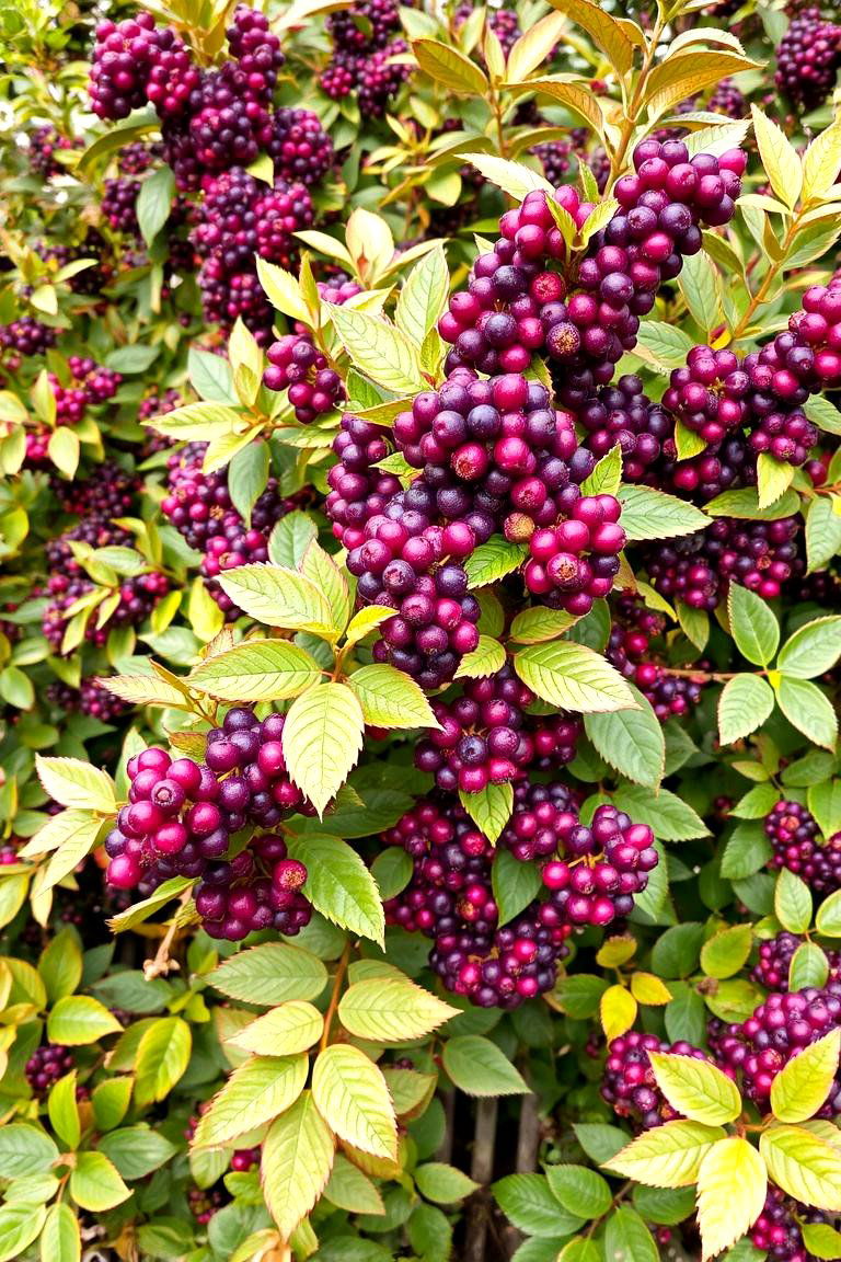 Beautyberry for Vibrant Fall Berries and Privacy - 24 Shrubs for Privacy