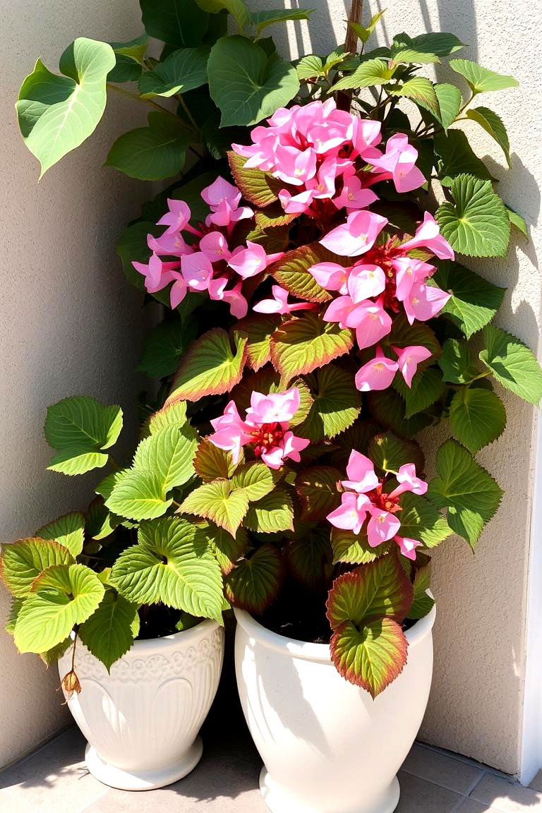 Begonias Shade Loving Elegance - 24 Patio Plants
