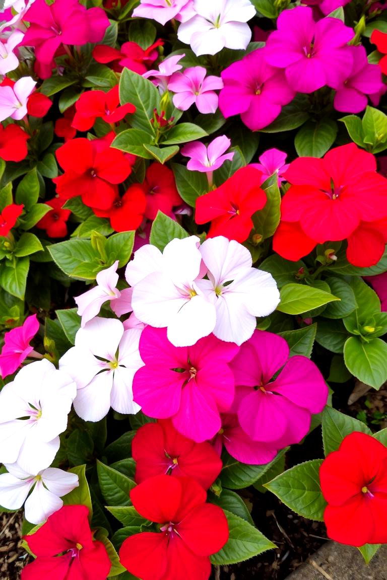 Colorful Impatiens Display - 24 Shady Garden Ideas