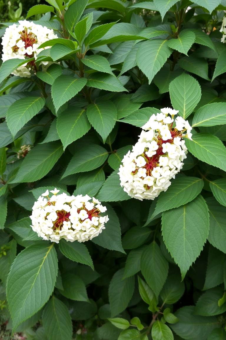 Elderberry for Berries and Informal Privacy - 24 Shrubs for Privacy