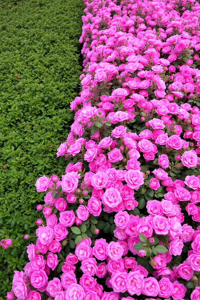 Ground Cover Rose Carpet - 24 Rose Garden Ideas