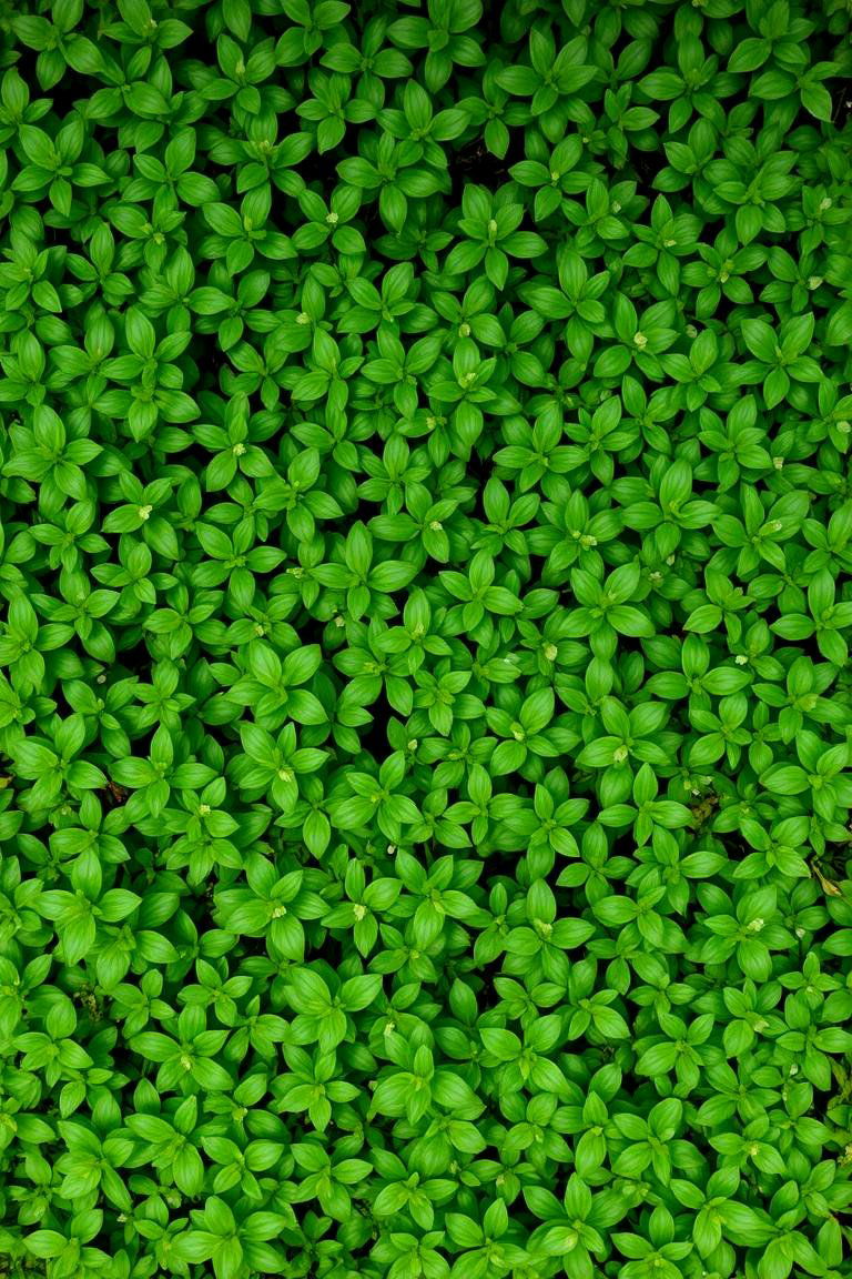Groundcover Carpet of Pachysandra - 24 Shade Garden Design Ideas