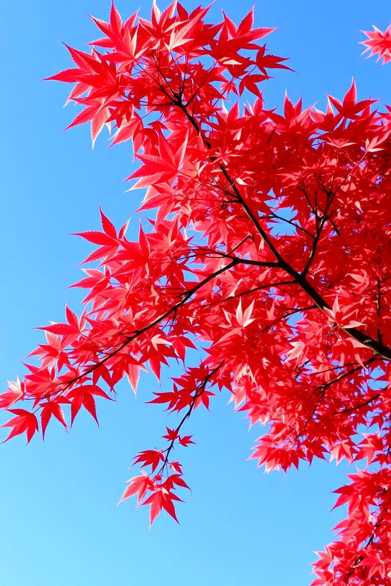 Japanese Maple Garden - 24 Asian Landscaping Ideas