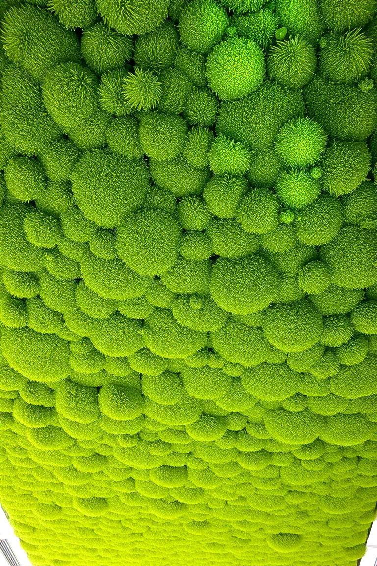 Modern Mossy Ceiling - 24 Green Ceiling Ideas