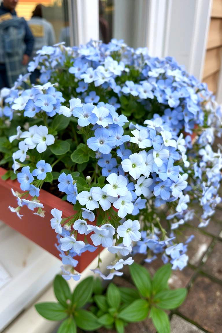 Nemesia Sweetly Scented Delicate Flowers - 24 Outdoor Plants for Patio