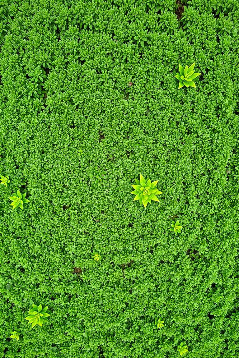 Opt for the Ease of Ground Cover Plants - 24 Low Maintenance Backyard Landscaping Ideas