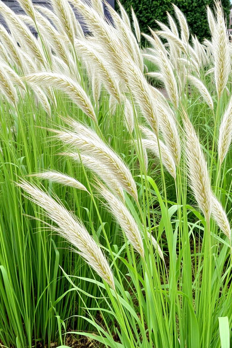 Ornamental Grasses - 24 Garden Screening Ideas