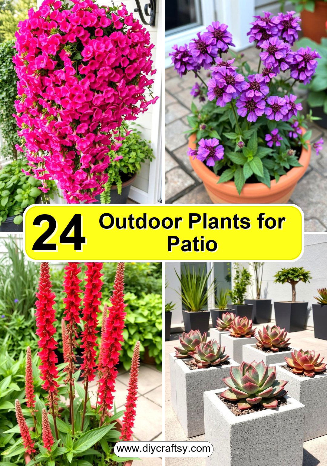 Outdoor Plants for Patio