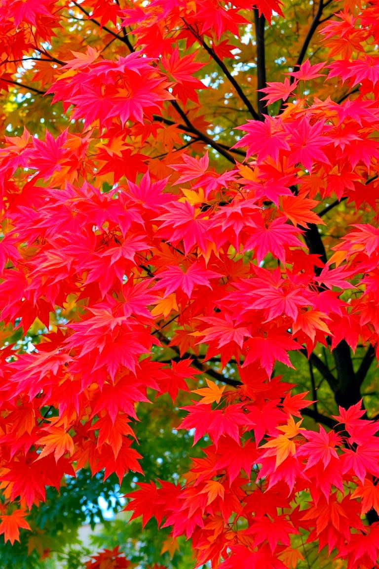Planting Trees for Seasonal Color Changes - 24 Tree Landscaping Ideas