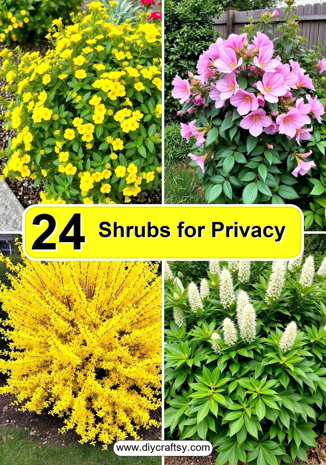 Shrubs for Privacy