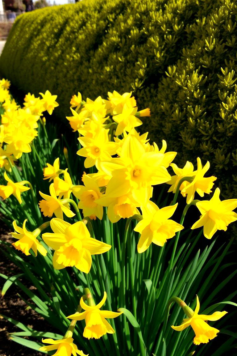 Sun Kissed Daffodil Borders - 24 Daffodil Garden Ideas