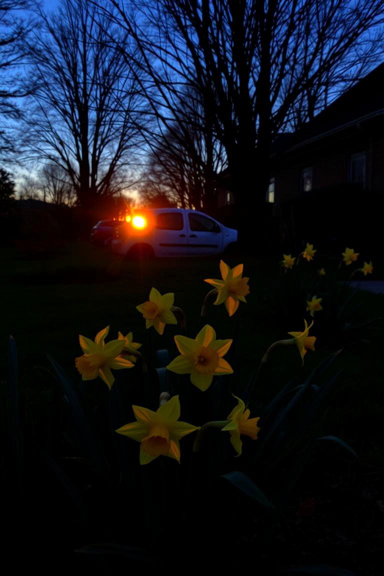Sunset Glow Daffodil Plantings - 24 Daffodil Garden Ideas