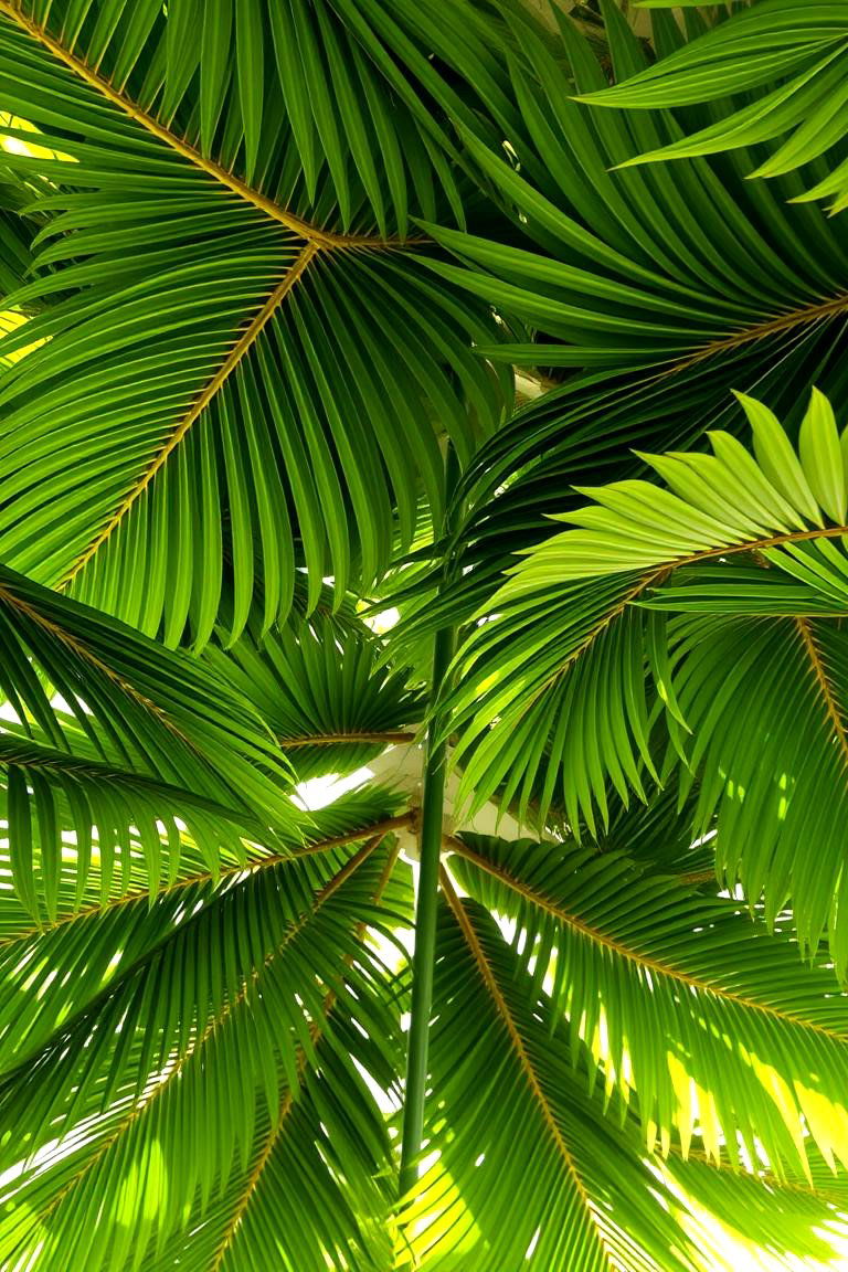 Tropical Palm Leaf Ceiling - 24 Green Ceiling Ideas