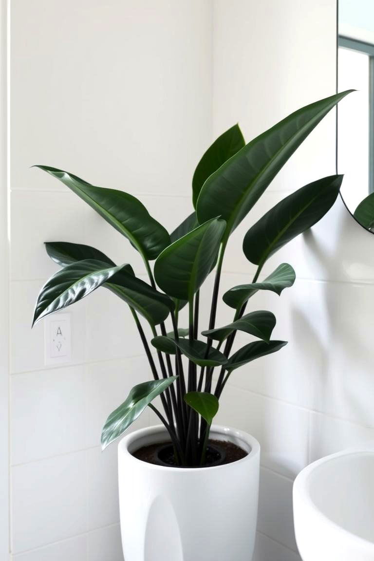 ZZ Plant Resilience - 24 Best Plants for Bathroom